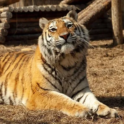 Приморье. Амурский тигр.. Фотограф Андрей Грачев