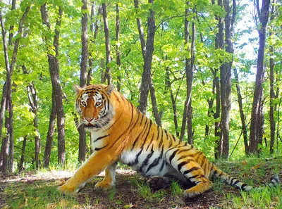 Амурский тигр · Кошачьи · Хищные · МЛЕКОПИТАЮЩИЕ · Животные · Муниципальное  Бюджетное Учреждение Культуры «Зоопарк» - официальный сайт