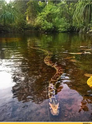 Фото: Анаконда (Anaconda) | Фото 1