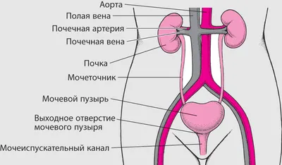 Общий анализ мочи у детей — цены, запись онлайн в семейной клинике РебенОк  и Семья