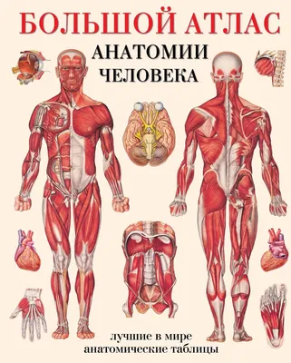 Анатомия человека. Строение и расположение внутренних органов человека.  Органы грудной клетки, брюшной полости, … | Учащиеся медучилища, Анатомия  человека, Анатомия