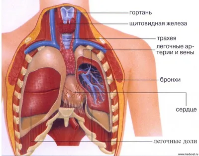 АНАТОМИЯ ЧЕЛОВЕКА | Энциклопедия Кругосвет