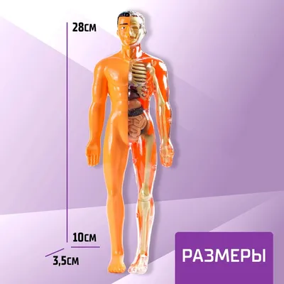 19 частей, Анатомия человека, структура тела, сердце, внутренние органы,  модель головного мозга, медицинские Обучающие органы, туловище 28 см |  AliExpress