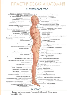 Анатомия человека фото - origins.org.ua