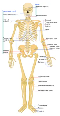 Анатомия — Википедия