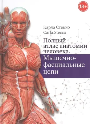 Пластическая анатомия: человеческое тело (вид сбоку) | Анатомия,  Человеческое тело, Биология