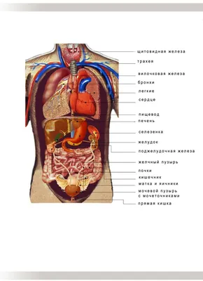 Анатомия органов брюшной полости | Remedium.ru