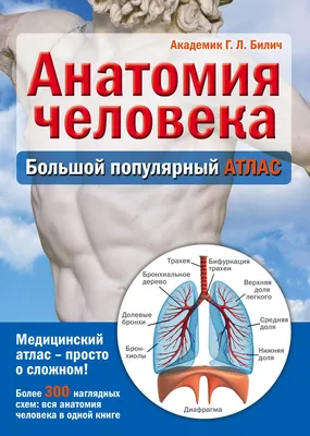 Женская анатомия человека, схема внутренних органов | Премиум векторы