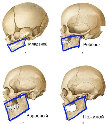 Мышечная система человека (анатомия человека) плакат глянцевый А2+, плотная  фотобумага от 200г/м2 - купить с доставкой по выгодным ценам в  интернет-магазине OZON (261977293)