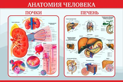 Стенд тактильно-звуковой «Анатомия человека» 640х840х89 мм