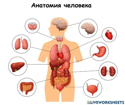 Стенд тактильно-звуковой «Анатомия человека» 640х840х89 мм