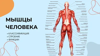 Анатомия человека: голова, шея. Возрастные изменения