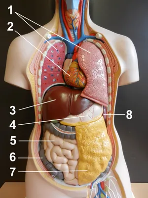 Пищеварительная система : нормальная анатомия | e-Anatomy