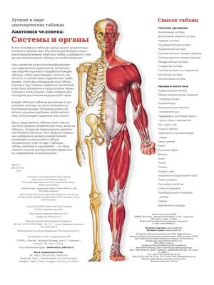 Строение человека (внутренние органы): 30 фото с надписями