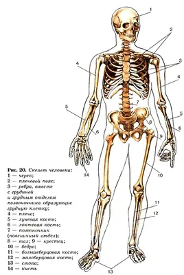 анатомия в картинках | Анатомия, Анатомия человека, Биология