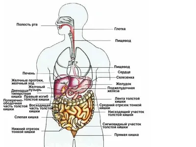 Анатомия человека: простое и доступное описание анатомических и  физиологических особенностей тела человека