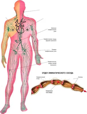 Сердце : нормальная анатомия | e-Anatomy