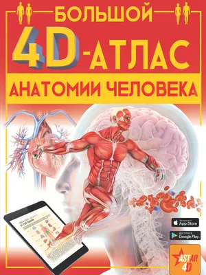 Органы человека: расположение в картинках. Анатомия частей тела