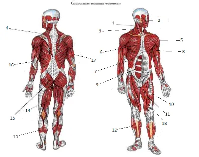 Большой 4D-атлас анатомии человека, А. А. Спектор – скачать pdf на ЛитРес