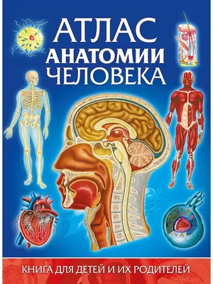 Строение человека фото » Прикольные картинки: скачать бесплатно на рабочий  стол