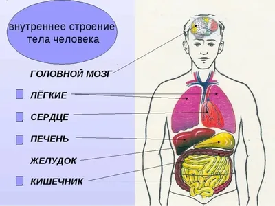 МЕДПРОФ / Анатомия человека: компактный атлас-раскраска Эксмо 4412573  купить за 369 ₽ в интернет-магазине Wildberries