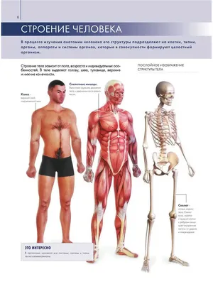 Картинки строение человека окружающий мир (65 фото) » Картинки и статусы  про окружающий мир вокруг