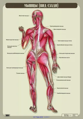 анатомия человека мышцы для художников: 13 тыс изображений найдено в Яндекс. Картинках | Arte de anatomía humana, Arte de anatomía, Anatomia brazo
