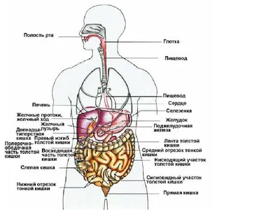 Желудочно-кишечный тракт - БУ \"Шумерлинский межтерриториальный медицинский  центр\" Минздрава Чувашии