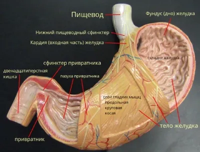 АНАТОМИЯ ЧЕЛОВЕКА - что такое в Энциклопедии Кольера