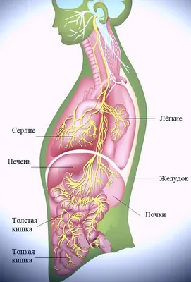 Рак тонкого кишечника: симптомы, признаки, диагностика, лечение