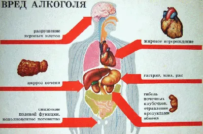 Кишечник и дисплазия соединительной ткани | Доктор Гульнара Мазитова | Дзен