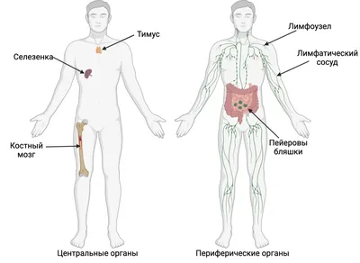 АНАТОМИЯ ЧЕЛОВЕКА - что такое в Энциклопедии Кольера