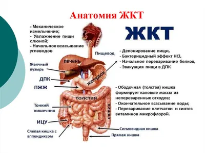 Пищеварительная система : нормальная анатомия | e-Anatomy