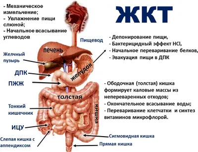 Что такое постковидный гепатит, как защититься от рака желудка и что  угрожает поджелудочной? Интервью с гастроэнтерологом | Клиника доктора  Шурова | Дзен