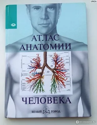 Анатомия Человека. Атлас-раскраска | PDF