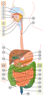 Анатомия желудочно-кишечного тракта (ЖКТ) | Meddoc