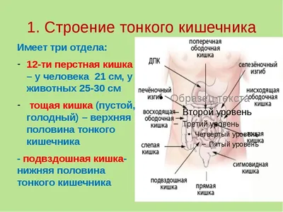 DoktorLerner.ru Органы ЖКТ - анатомия и физиология