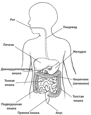 Связь зубов с организмом