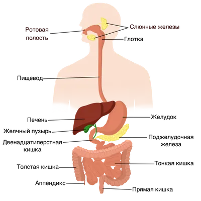 Пищеварительная система : нормальная анатомия | e-Anatomy