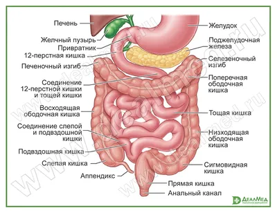 Строение органов пищеварительной системы человека • Биология, Анатомия и  физиология человека • Фоксфорд Учебник