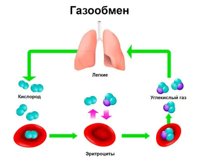 Анемия у пожилых людей: причины, симптомы, признаки, особенности, лечение