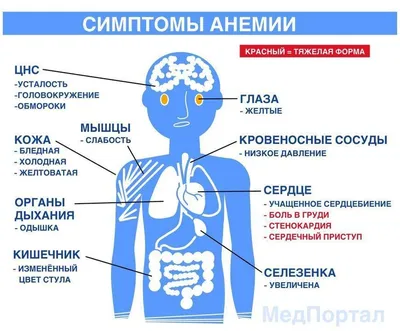 Профилактика железодефицитной анемии