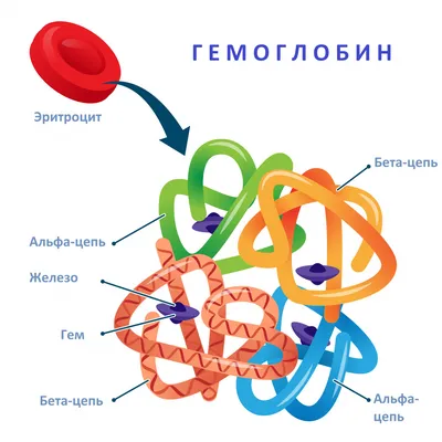 Железодефицитная анемия: причины, профилактика и лечение