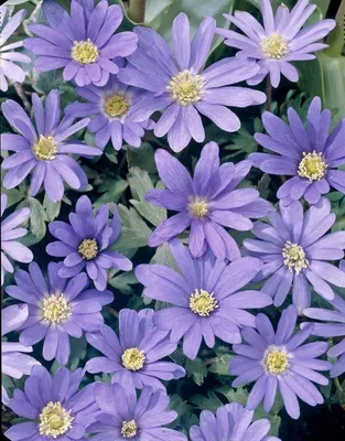 Анемона лесная (Anemone sylvestris)