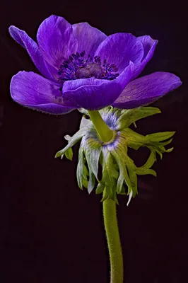 Японские Анемоны Летние Анемоны — стоковые фотографии и другие картинки  Japanese Anemone - Japanese Anemone, Анемона, Без людей - iStock