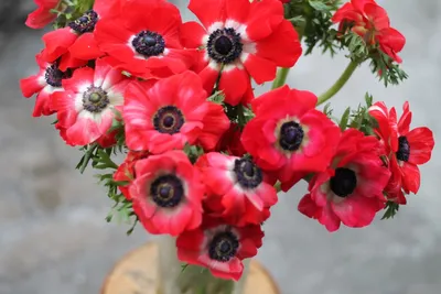 Фотография Anemone coronaria Фиолетовый цветок Анемоны на черном