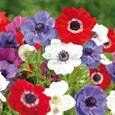 Анемона корончатая Де Каэн Микс (Anemone coronaria De Caen Mix) - Луковицы  анемонов - купить недорого анемонов в Москве в интернет-магазине \"Сад вашей  мечты\"