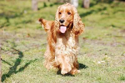 Английский кокер-спаниель (Cocker Spaniel) | Мир собак. Журнал о собаках.  Доска объявлений. Породы. Дрессировка.