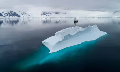 Опубликованы первые в истории фото существ морского дна Антарктиды