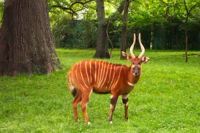 Фигурка Детское Время Animal Антилопа самец - цена, фото, характеристики